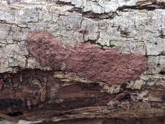 Hypoxylon perforatum