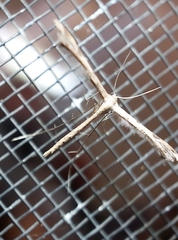 Stenoptilia zophodactylus