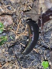Haemopis