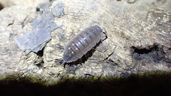Porcellio ornatus