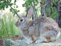 Sylvilagus nuttallii