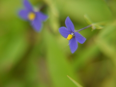 Exacum pumilum
