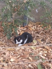 Felis catus