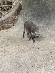 Sus scrofa moupinensis