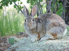 Sylvilagus nuttallii