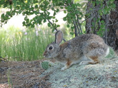 Sylvilagus nuttallii