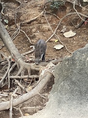 Sus scrofa moupinensis