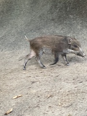 Sus scrofa moupinensis