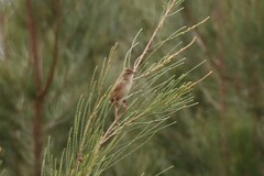 Cincloramphus timoriensis