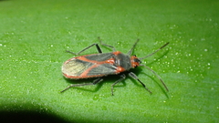Caenocoris nerii