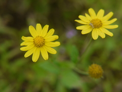 Senecio bombayensis