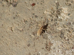 Microlarinus lareynii