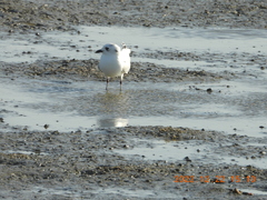 Saundersilarus saundersi