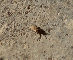 Microlarinus lareynii