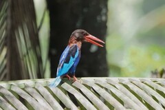 Halcyon cyanoventris