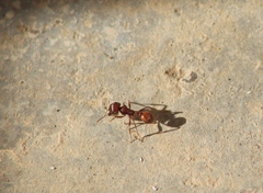 Pogonomyrmex barbatus