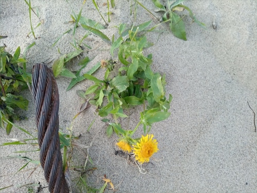 Inula britannica iNat (2)
