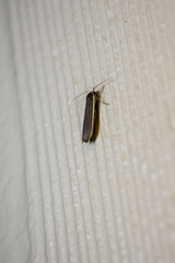Palaeosia bicosta