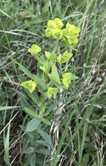 Euphorbia salicifolia