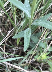 Euphorbia salicifolia