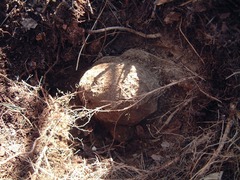 Wolfiporia cocos