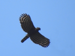 Spizaetus tyrannus