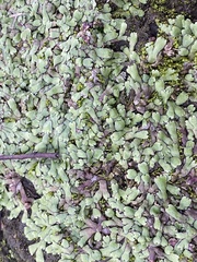 Marchantia emarginata