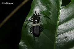 Chauliognathus tripartitus