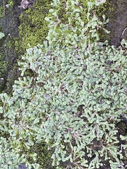 Marchantia emarginata