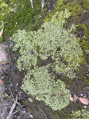 Marchantia emarginata