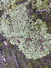 Marchantia emarginata