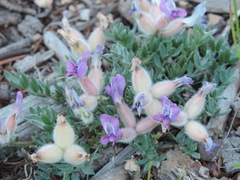 Oxytropis multiceps