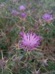 Centaurea calcitrapa