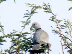 Streptopelia capicola damarensis