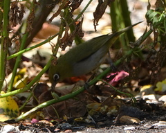 Zosterops lateralis chloronotus