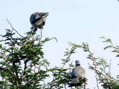 Streptopelia capicola damarensis