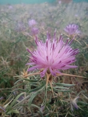 Centaurea calcitrapa