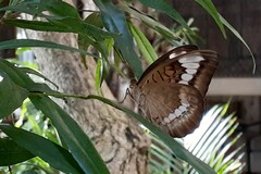 Adoliadini