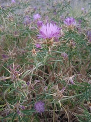 Centaurea calcitrapa