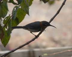 Acanthorhynchus superciliosus
