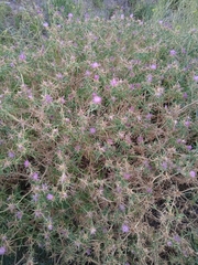 Centaurea calcitrapa