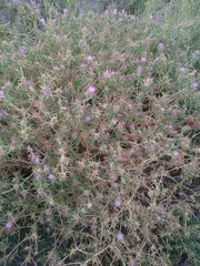 Centaurea calcitrapa