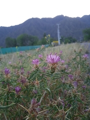 Centaurea calcitrapa