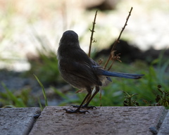 Malurus splendens splendens