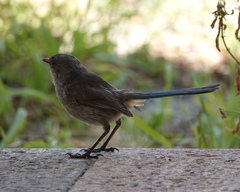 Malurus splendens splendens