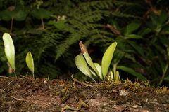 Pyrrosia confluens