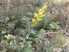 Solidago dahurica