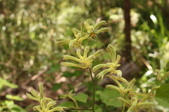 Anigozanthos flavidus