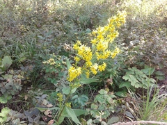 Solidago dahurica