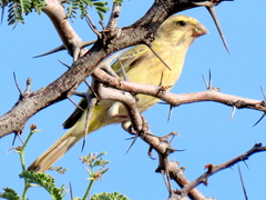 Crithagra flaviventris